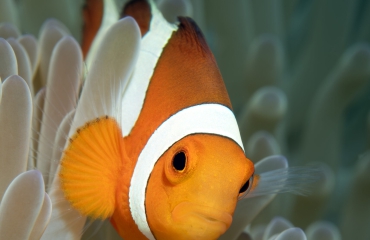 Oranje! | Kijkje onder water
