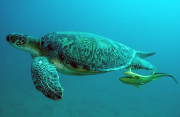 Stans van Hoek - Haaien en schildpadden op Bali