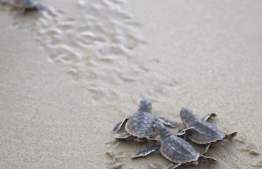 Jong schildpadleven in Oman