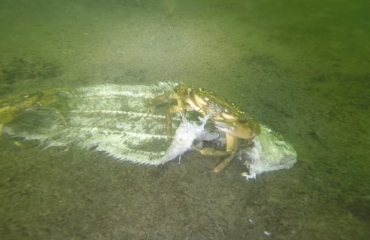 Harry Brummelhuis - Krabben ruimen dode vis op