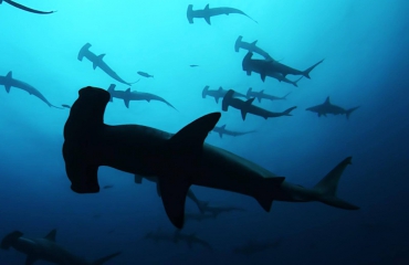 Gratis naar film Sharkwater bij De Ceuvel
