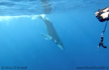Silvio D'Andolfi - Humpback whale