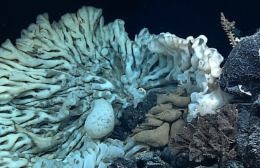 Grootste spons ter wereld ontdekt bij Hawaï