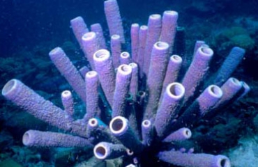 Spons poept leven in koraalrif