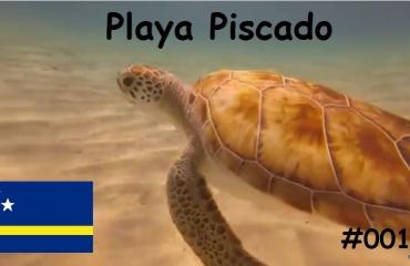 Steven Stegeman- Curaçao 1: Schildpadden en zeepaardjes