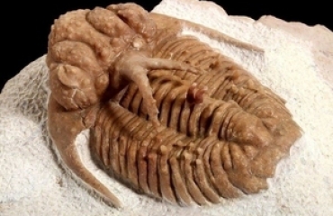 Prehistorische zeedieren ejaculeerden sperma uit hun kop