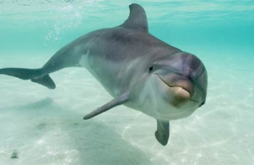 Dolfijn bekijkt wereld op zelfde manier als mens