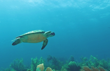 Zeeschildpadden leggen hun eieren het liefst op aangeharkte stranden