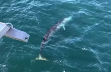 Zeldzaam in de Noordzee - Vinvis gefilmd bij windmolenpark