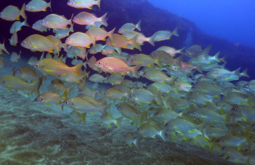 Ronald Faber- Tamarán: een film over duiken in het Arinaga Marine Reservaat