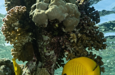 Wat is een koraalvlinder?
