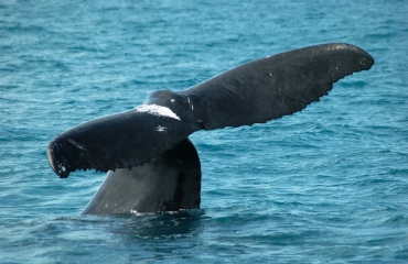Hebben walvissen last van lawaai?