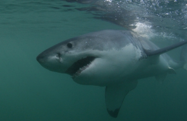 Zuid-Afrikaanse populatie witte haaien kleiner dan verwacht