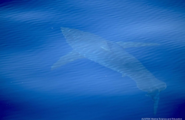 Witte haai gespot bij Mallorca
