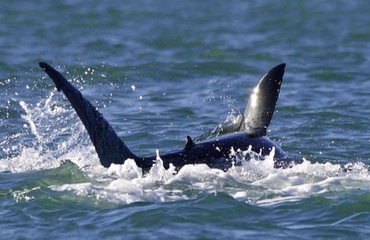 Primeur: solo-aanval orka op witte haai in beeld