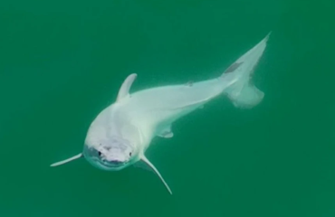 Primeur: de eerste beelden van een baby witte haai?