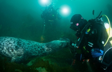 Mirjam van der Sanden - Duiken met een zeehond in Ierland