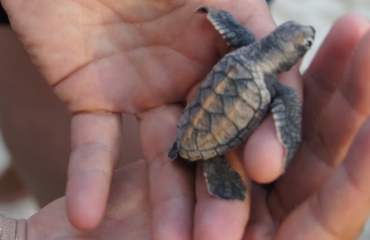 Zeeschildpadden helpen op Barbados