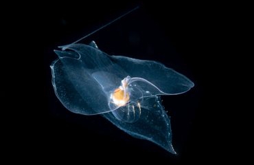 Het glazen muiltje van Cymbulia: het zeevlinderwonder van de oceaan