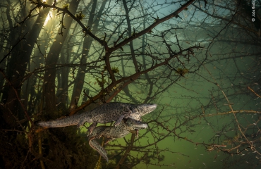 WPY 2021- Where the giant newts breed