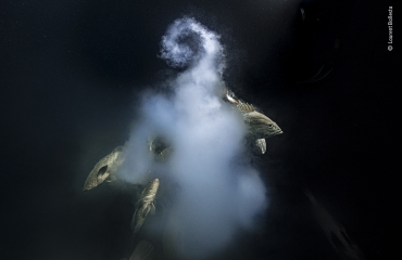 De 'onderwater'-winnaars van Wildlife Photographer of the Year
