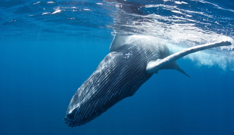 Monotone communicatie - gevaar voor walvissen