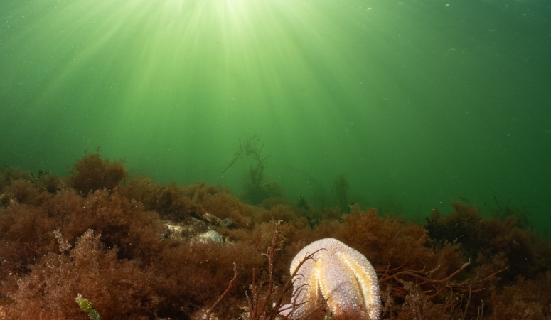 Onderwaterleven in Zeeland - Biologische kalender