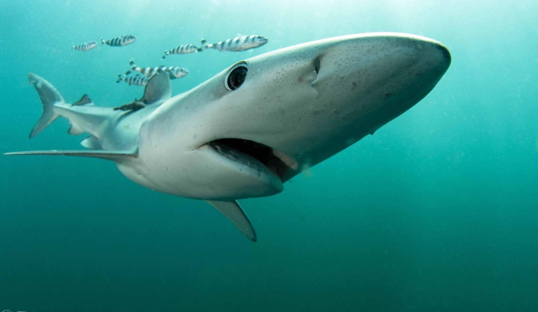 Op haaienexpeditie in Zuid-Afrika