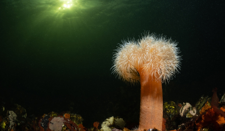 3000 soorten gezocht in en rond het Grevelingenmeer