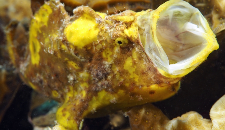 Vijf zeedieren van Bonaire