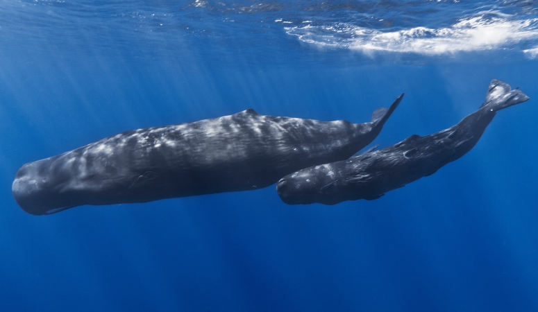 Kan een walvis een mens inslikken?