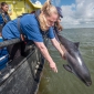 Herstelde bruinvissen terug in zee