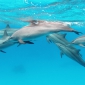 Waar kun je snorkelen met dolfijnen?