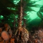 Kinsale - duiken met zeehonden en meer