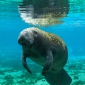 Snorkelen met manatees in Florida