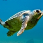 Aangespoelde schildpadden overleden