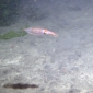 Dennis - Pijlinktvis bij Willems Reef