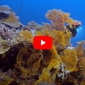 Ongerept koraalrif ontdekt bij Tahiti
