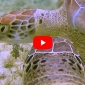 Snuffelende schildpadden