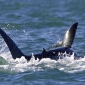Primeur: solo-aanval orka op witte haai in beeld