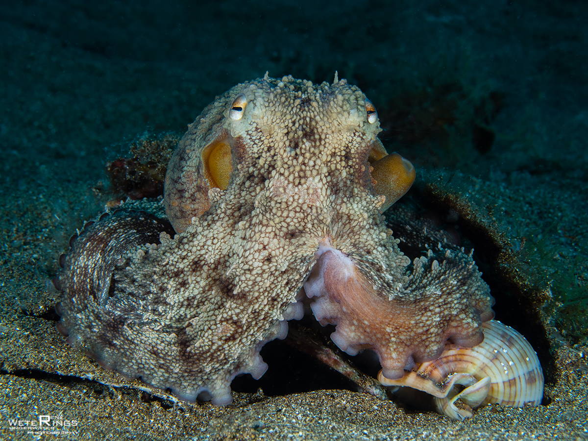 Brutale octopus