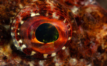 Kijkje onder water - Zeedonderpad