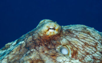 Kijkje onder water - Octopus