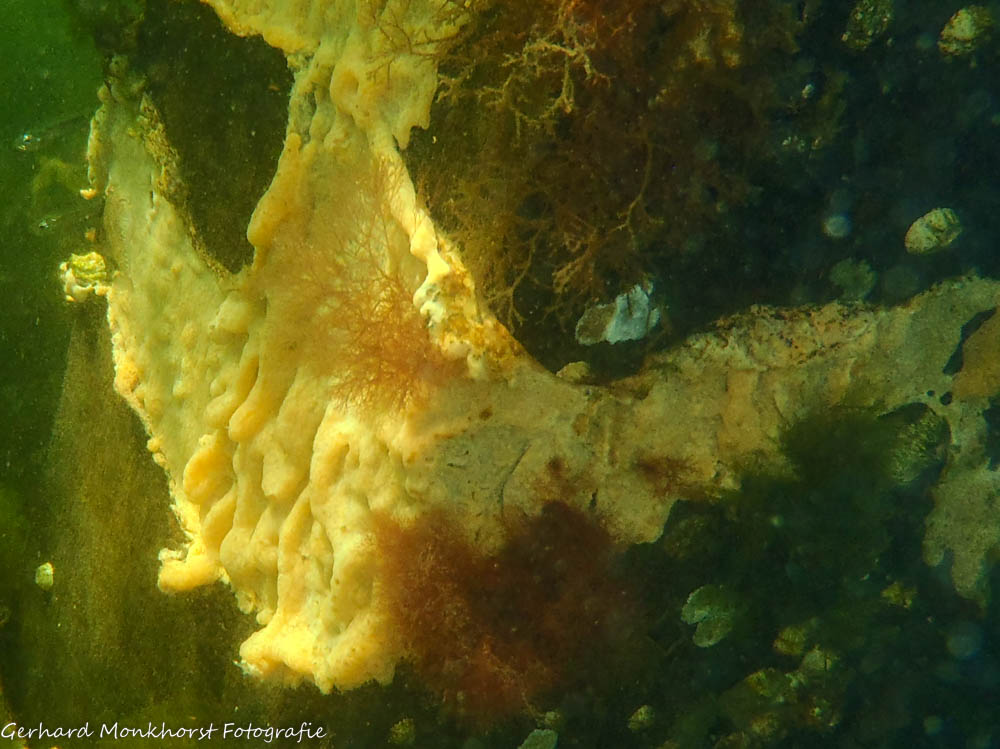 20220803 Gewone broodspons (Bread-crumb sponge - Halichondria panicea) bij Geersdijk in het Veerse Meer