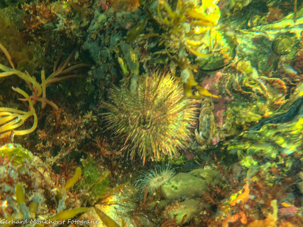 Gewone zeeappel (Green sea urchin - Psammechinus miliaris) bij de Ossenhoek op de Grevelingen