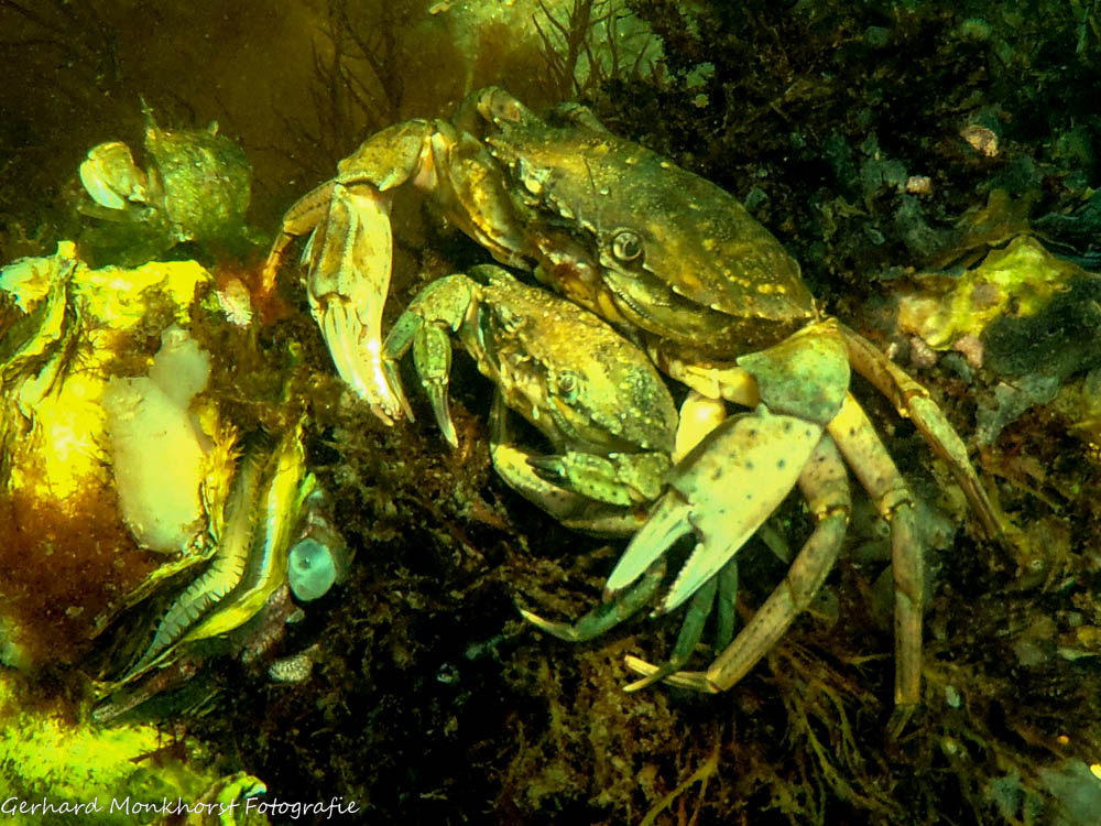 20220813 Strandkrabben (Green shore crab - Carcinus maenas) bij de Ossenhoek op de Grevelingen