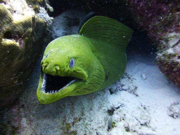 Groene murene DuikeninBeeld