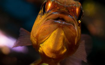 Verrassend visportret - Het verhaal achter de foto