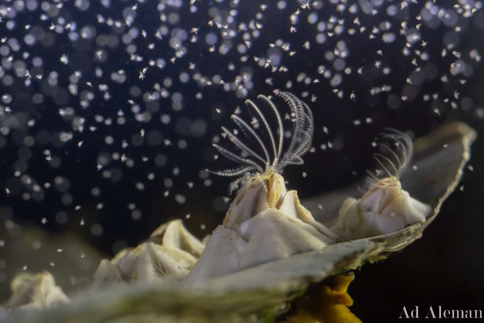 Nieuw-zeelandse zeepok met larven