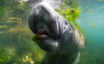 Manatee madness in Florida